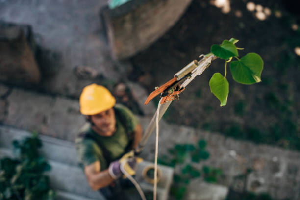 Baldwin, PA  Tree Services Company