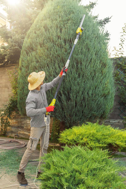 Best Tree and Shrub Care  in Baldwin, PA